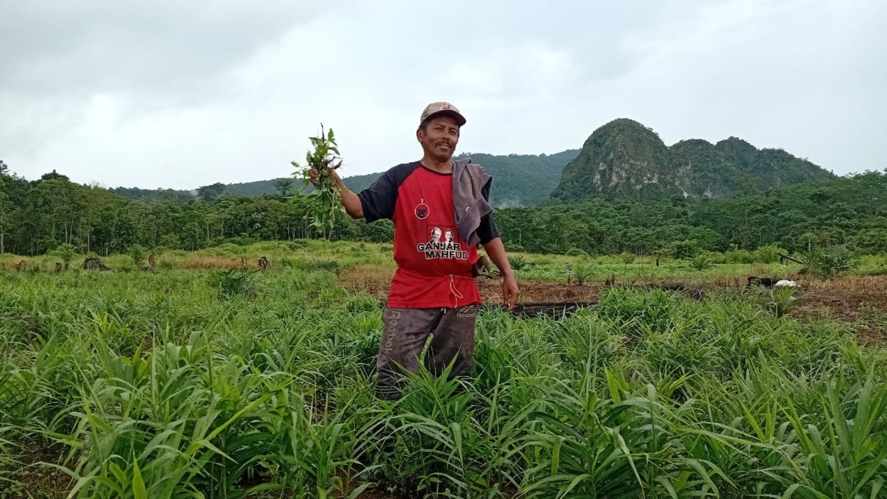 Transformasi Pak Lamsah: Dari Pencari Kayu Ilegal Menuju Kemandirian Ekonomi